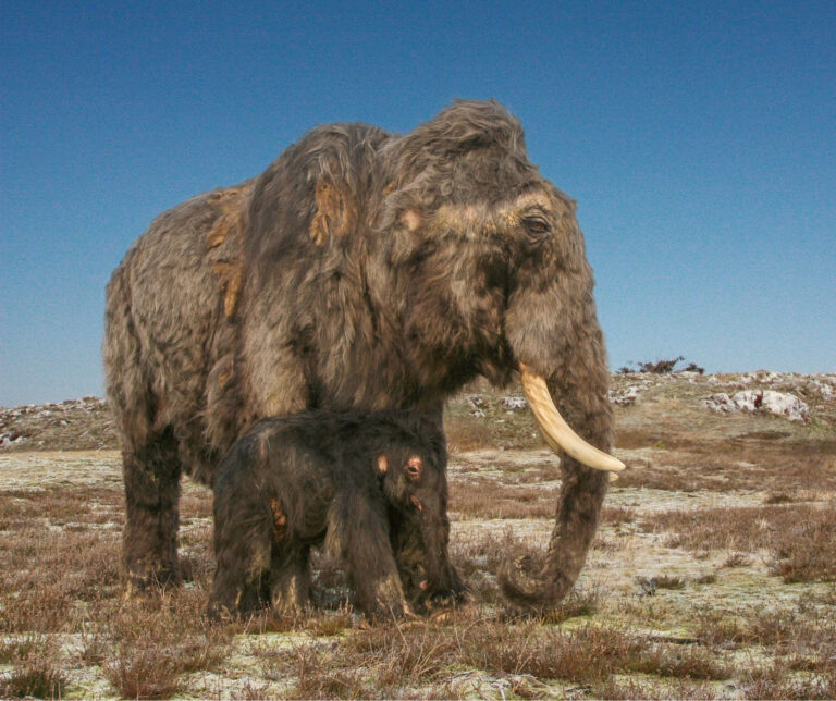 FAU researchers solve Ice Age mystery